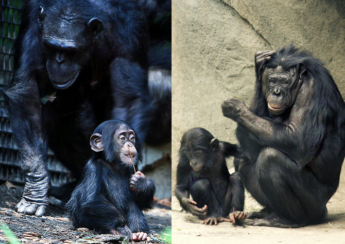 Chimpanzee and bonobo mothers