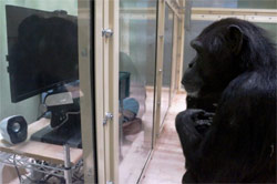 bonobos grooming each other