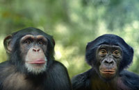 Photo of a Chimp and Bonobo