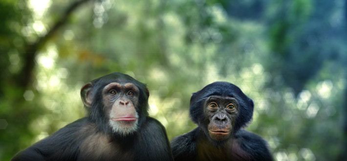 Chimp and bonobo