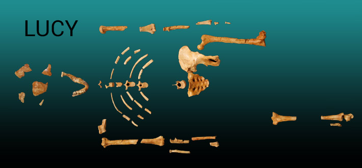 "Lucy" Australopithecus afarensis