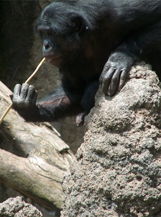 Bonobo using stick to extract termites