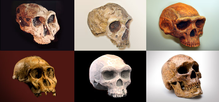 Homonid skulls