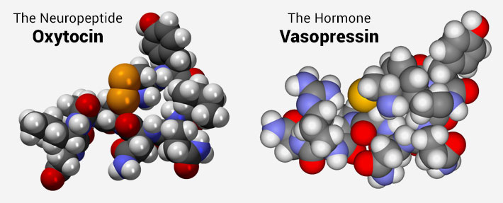 Oxytocin and vasopressin molecules
