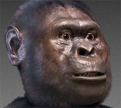 reconstruction of Australopithecus afarensis