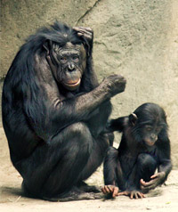 bonobo and child