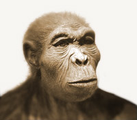 reconstruction of Homo habilis