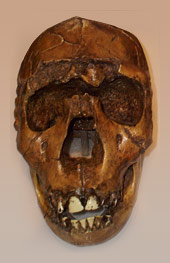 Reconstruction of a H. ergaster skull
