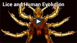 Lice and human evolution - PBS video