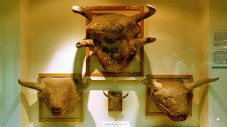 Bull heads
