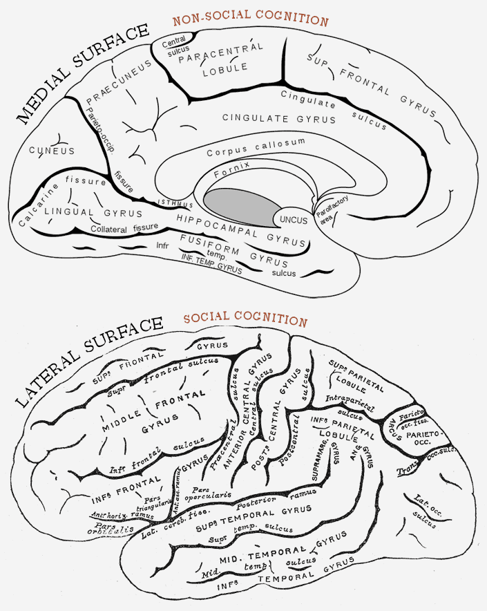Medial Brain surface and Lateral Brain surface