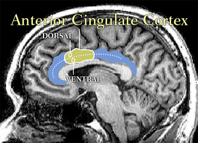 The brain anterior cingulate cortex