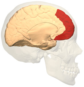 Diagram of a brain highlighting the region at the front.