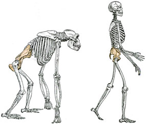 Bipedalism: Chimp skeleton walking and Human skeleton walking
