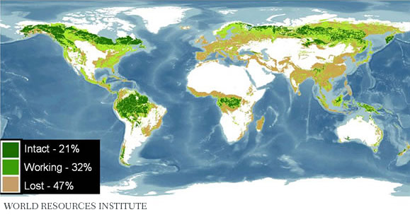 Current Global Forest Distribution map