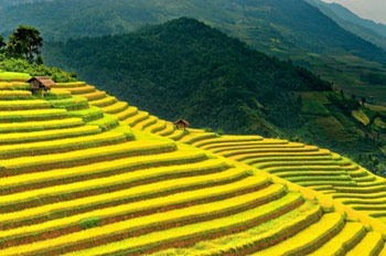 Terraced golden rice fields