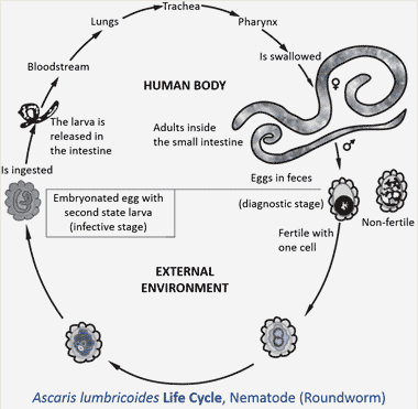 life cycle of a roundworm