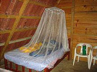 photo of a mosquito net