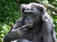 Bonobo gesturing