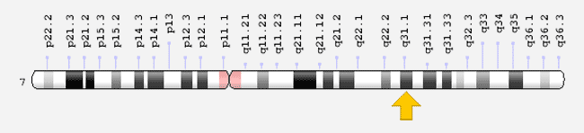 location of the FOXP2 gene