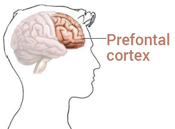 Location of the prefrontal cortex
