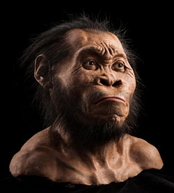 reconstruction of Homo naledi