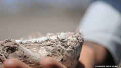 ancient jaw bone embedded in rock