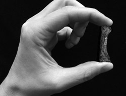 ancient finger bone