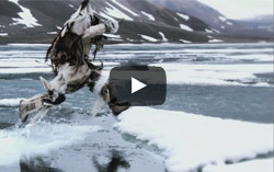 Inuit leaping across ice