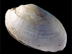 etched clam shell