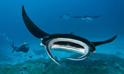 Manta rays and scuba diver