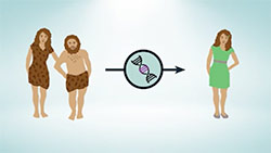 Neanderthals passing genetic information to modern humans illustration