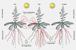 Graphic depicting plant competition and cooperation