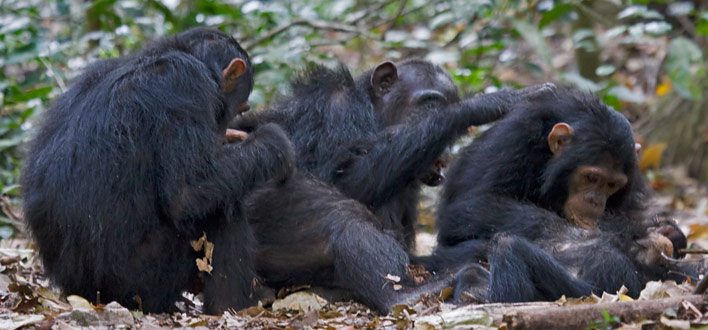 chimps grooming one another