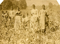 slaves in a cotton field