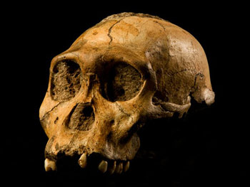 skull of ancient Australopithecus