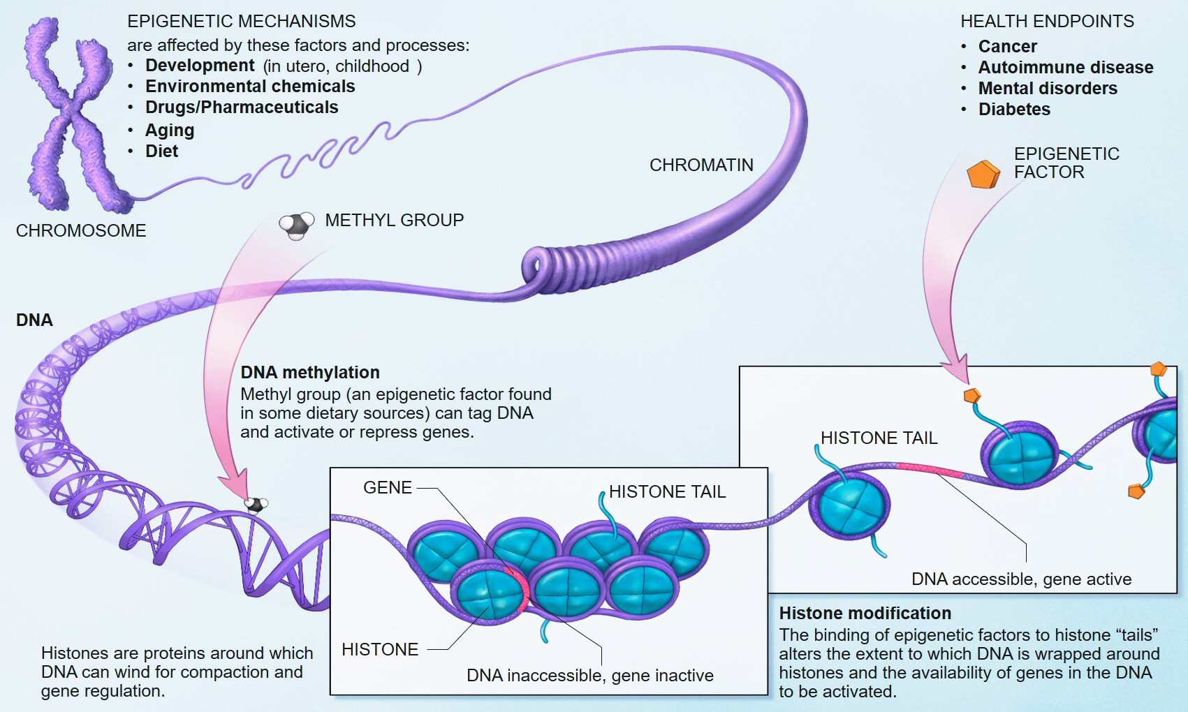 Chart explaining epigenetics