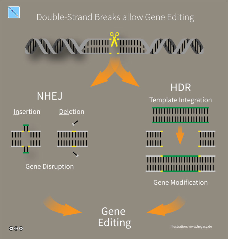 Graphic illustrating gene editing