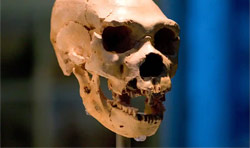 photo of a neanderthal skull
