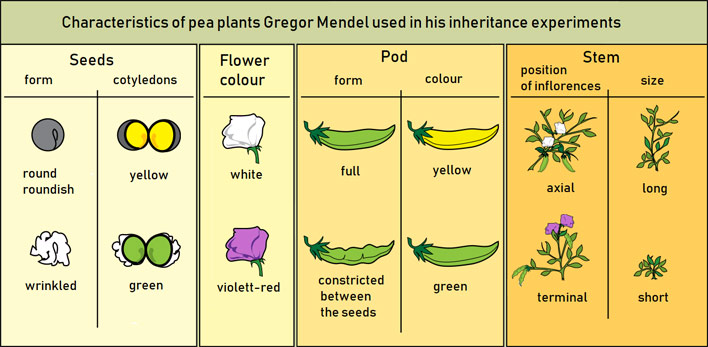 Chart of the characteristics of pea plants - Gregor Mendel