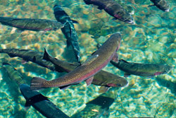 rainbow trout in stream