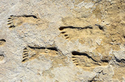 footprints in rock