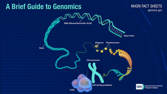 human genes graphic