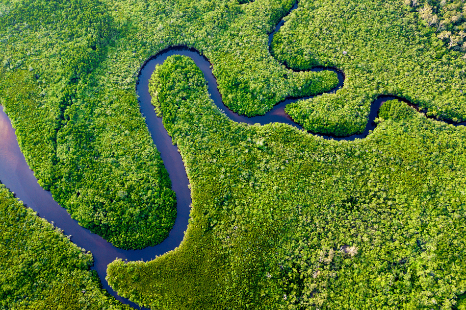 An aerial image of a river flowing through the Australian rainforest