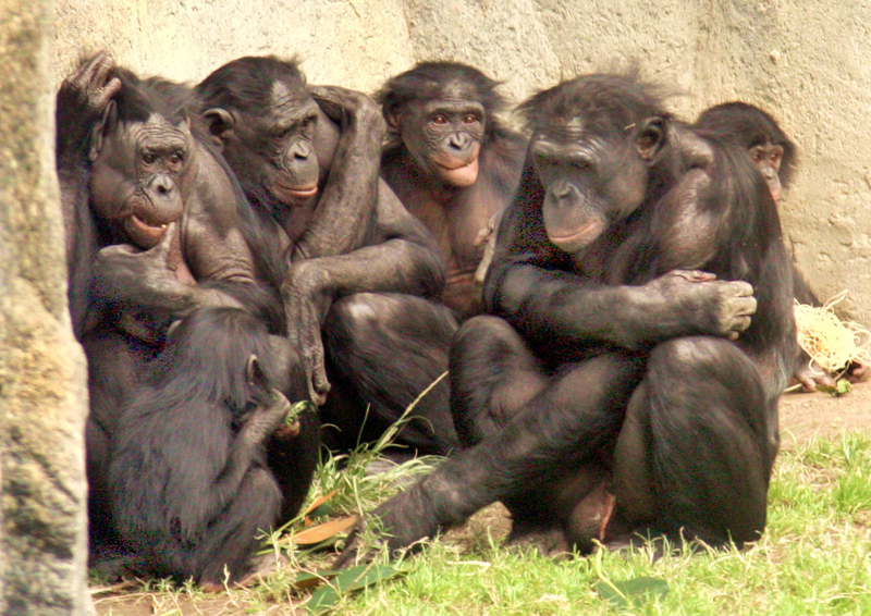 six bonobos