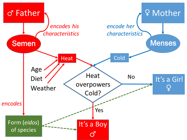 Aristotle’s model of inheritance