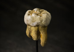 Mysterious Denisovans Interbred with Modern Humans More than Once