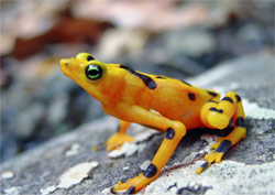 A Few Species of Frogs That Vanished May Be on the Rebound