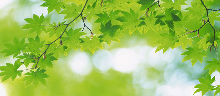 A photo of maple leaves on a tree branch.