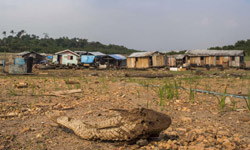 Destruction of Nature as Dangerous as Climate Change, Scientists Warn